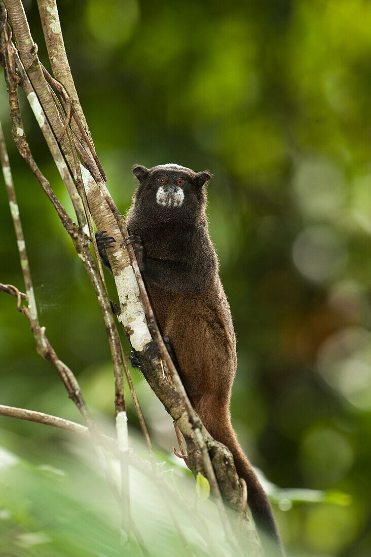 Black-mantled Tamarin (Saguinus nigricollis) in tree, Napo River, Yasuni National Park, Amazon, Ecuador