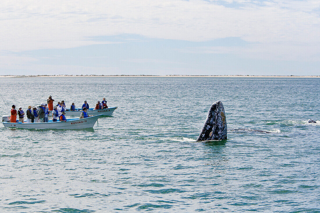 Gray Whale (Eschrichtius robustus) spyhopping next to whale watching boats, San Ignacio Lagoon, Baja California, Mexico