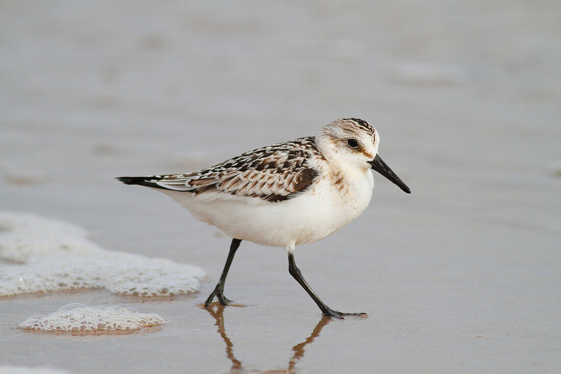 Sanderling (Calidris alba) on beach, Magdalen Islands, Quebec, Canada