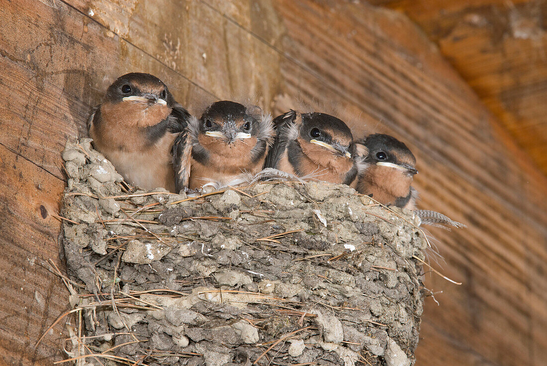 Barn Swallow (Hirundo Rustica) young in nest, Michigan