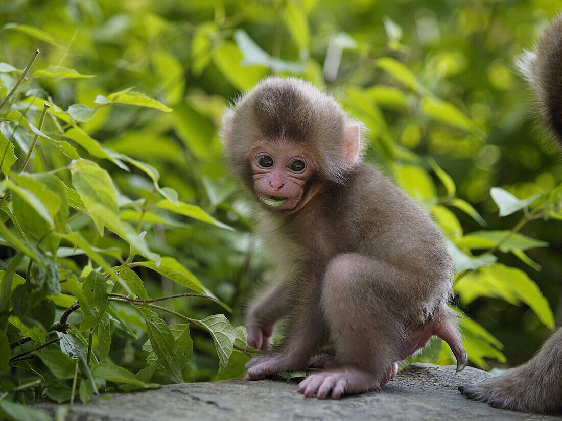 Japanese Macaque (Macaca fuscata) young eating a leaf, Jigokudani, Japan