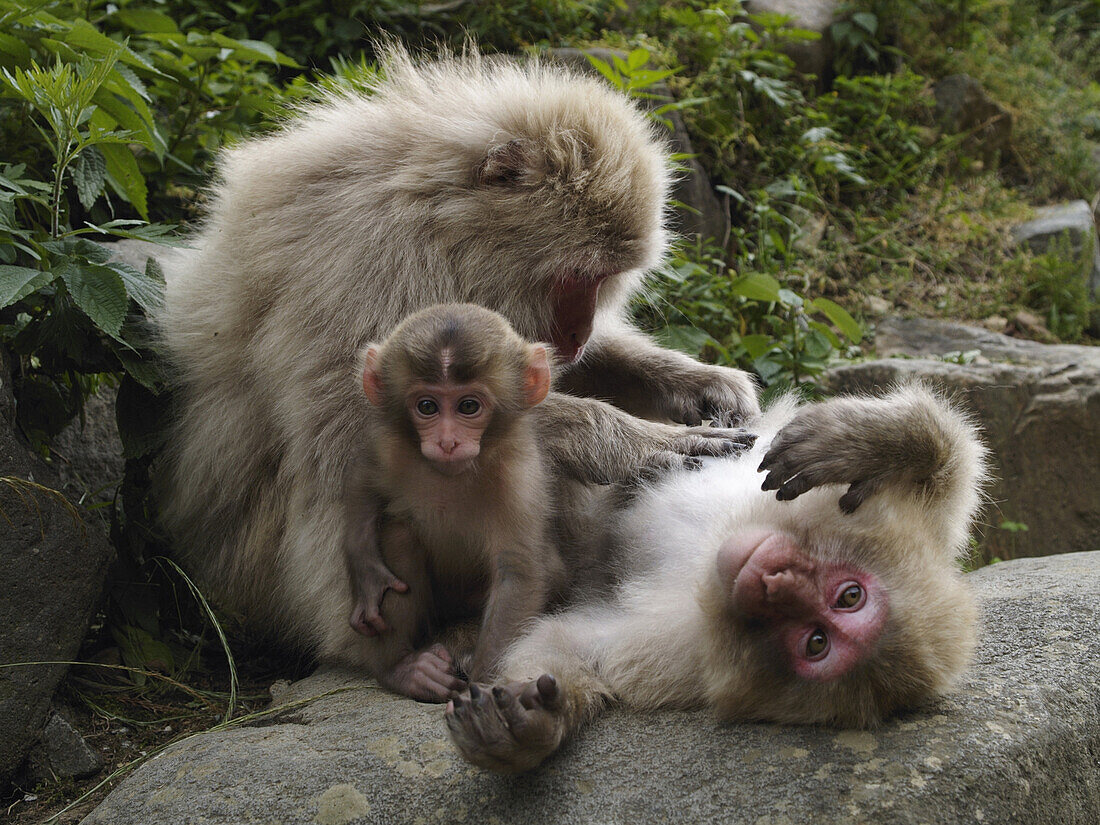 Japanese Macaque (Macaca fuscata) females grooming with young, Jigokudani, Japan