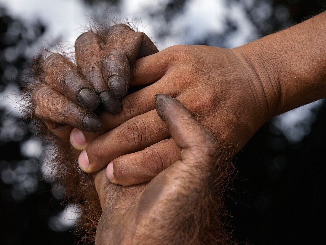 Orangutan (Pongo pygmaeus) holding human hand, Borneo, Malaysia