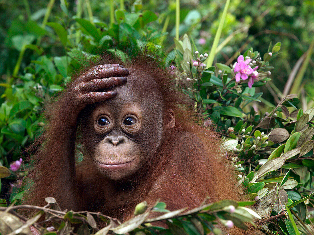 Orangutan (Pongo pygmaeus) young with hand on forehead, Borneo, Malaysia