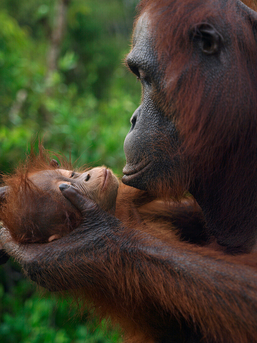 Orangutan (Pongo pygmaeus) mother holding young, Borneo, Malaysia