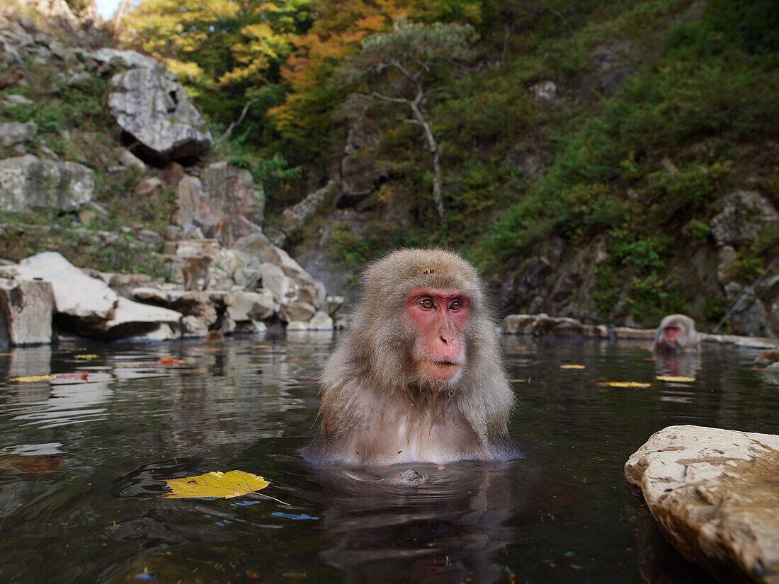Japanese Macaque (Macaca fuscata) soaking in hot spring, Jigokudani, Japan