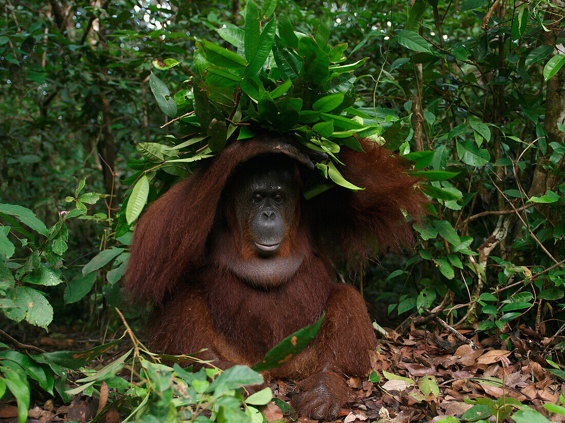 Orangutan (Pongo pygmaeus) building shelter out of branches, Borneo, Malaysia