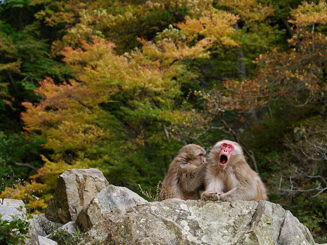 Japanese Macaque (Macaca fuscata) pair grooming, Jigokudani, Japan