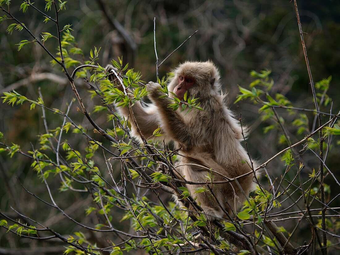 Japanese Macaque (Macaca fuscata) feeding in tree, Jigokudani, Japan