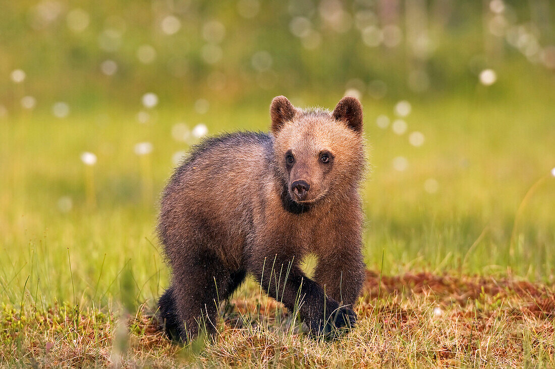 Brown Bear (Ursus arctos) cub in bog, northeast Finland