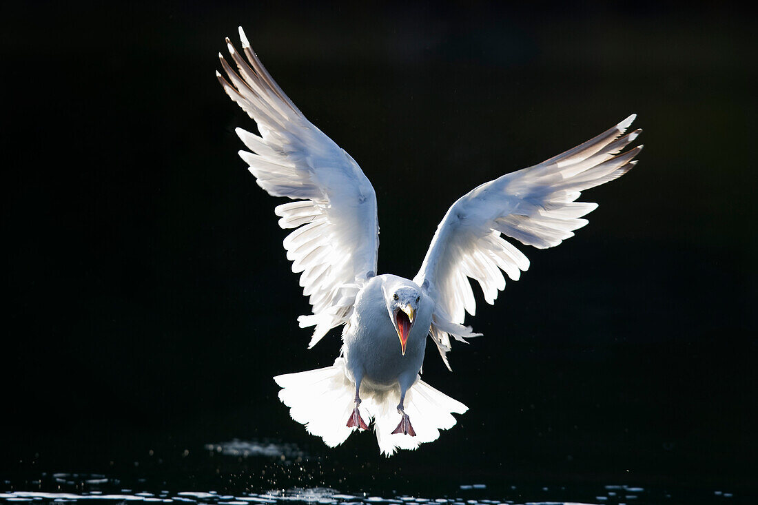 Herring Gull (Larus argentatus) flying and calling, Norway