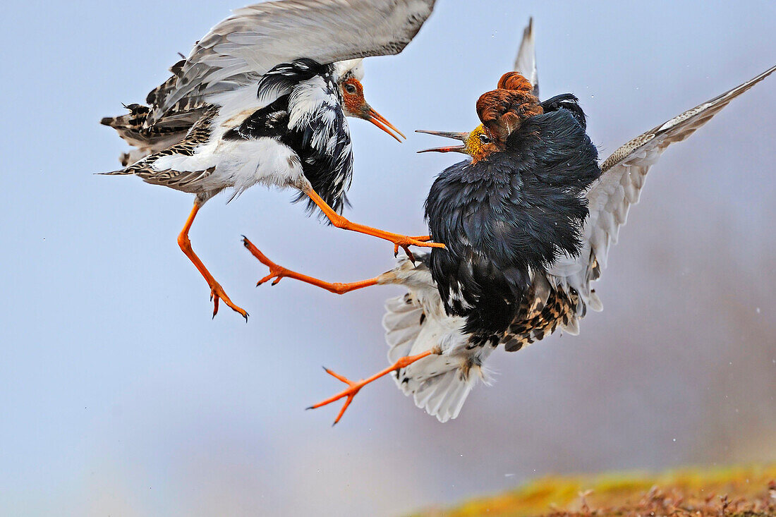 Ruff (Philomachus pugnax) males fighting at lek, Varanger, Norway