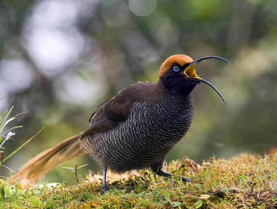 Brown Sicklebill (Epimachus meyeri) calling, Papua New Guinea