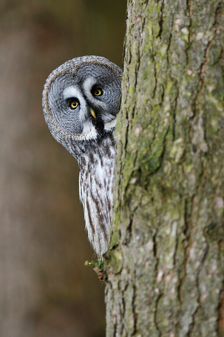 Great Gray Owl (Strix nebulosa) peeking around tree, England