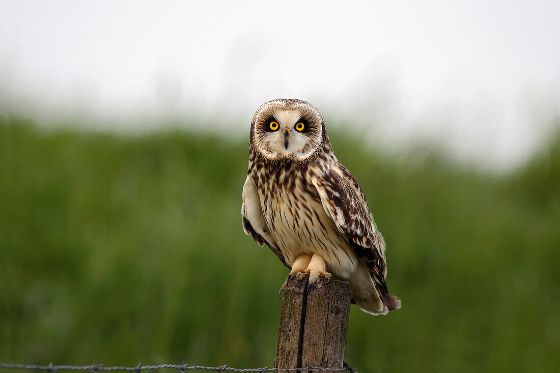 Short-eared Owl (Asio flammeus), Arkemheen, Gelderland, Netherlands