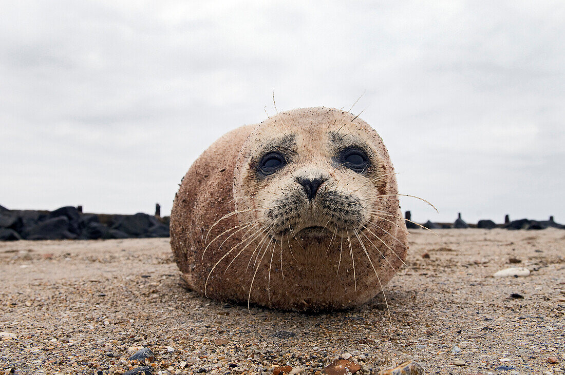 Common Seal (Phoca vitulina) juvenile, Helgoland, Germany