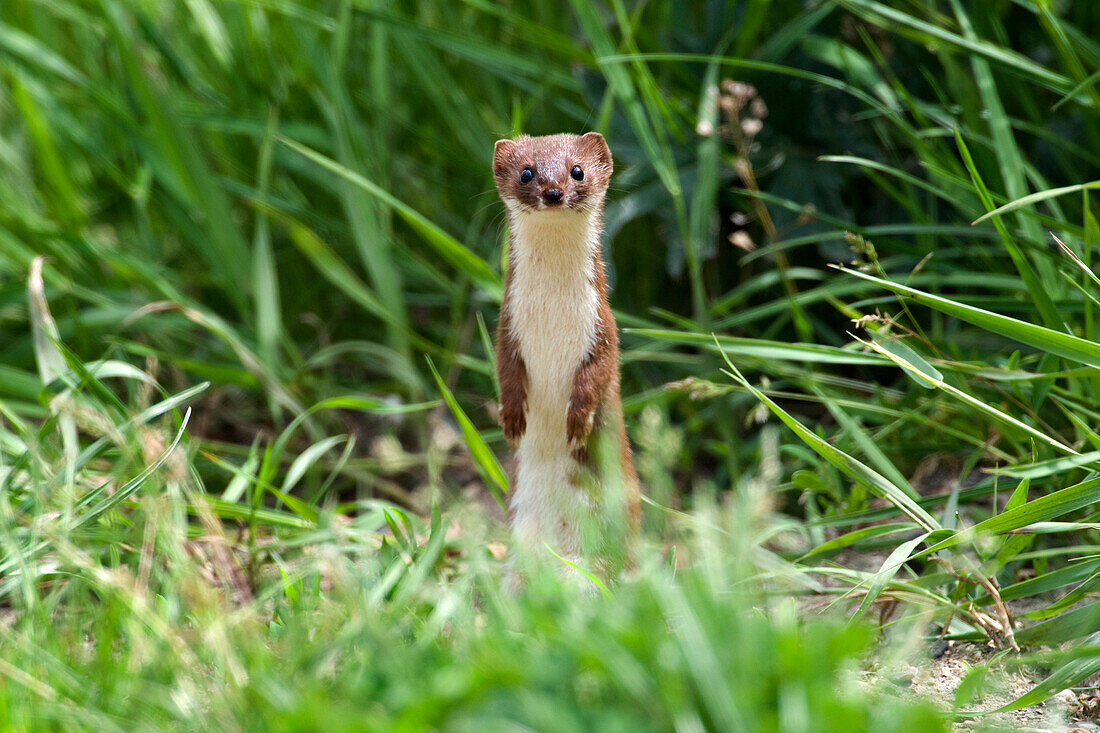 Least Weasel (Mustela nivalis) standing, Hungary