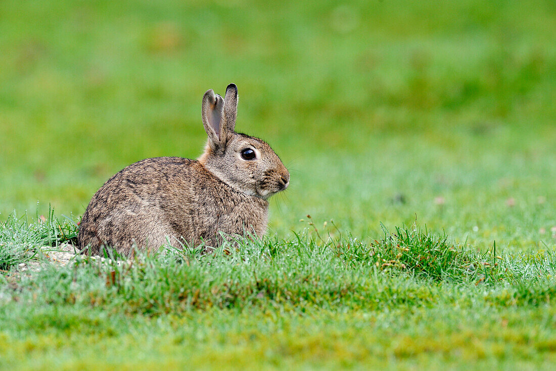 European Rabbit (Oryctolagus cuniculus) in grass, Veluwe, Gelderland, Netherlands