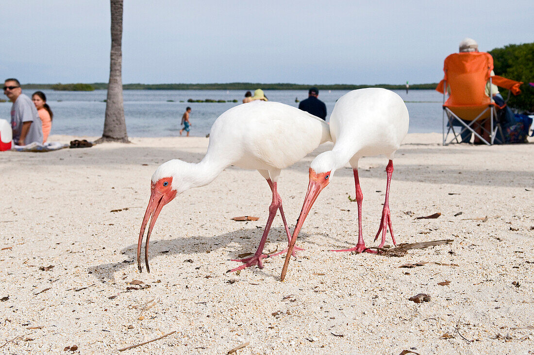 White Ibis (Eudocimus albus) pair foraging on beach, Florida