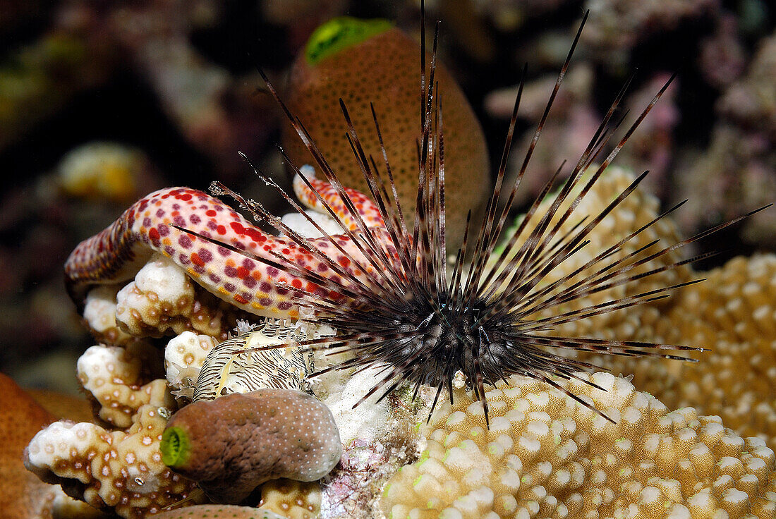 Sea Urchin (Diadema sp), Indonesia