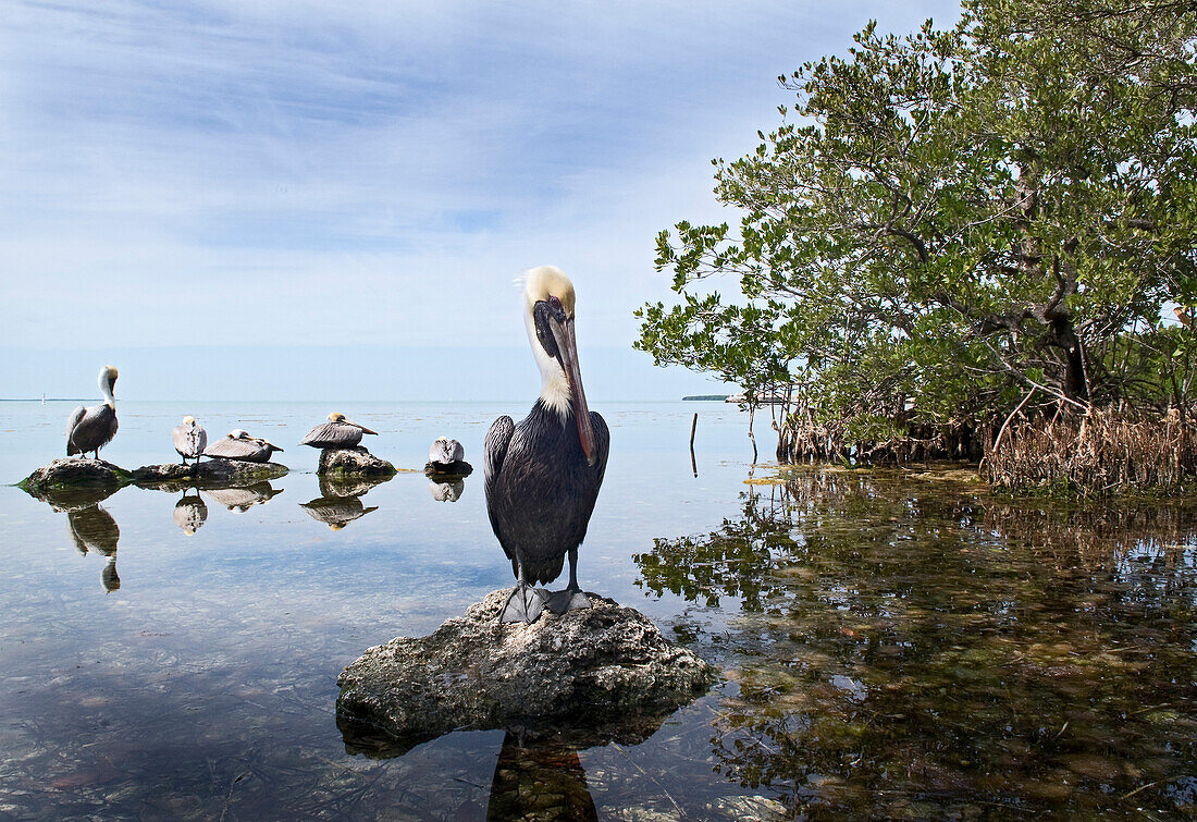 Brown Pelican (Pelecanus occidentalis) group on rocks, Florida Keys, Florida