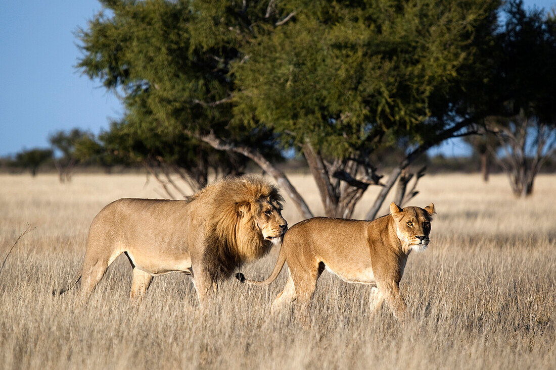 African Lion (Panthera leo) male and female courting, Khutse Game Reserve, Botswana