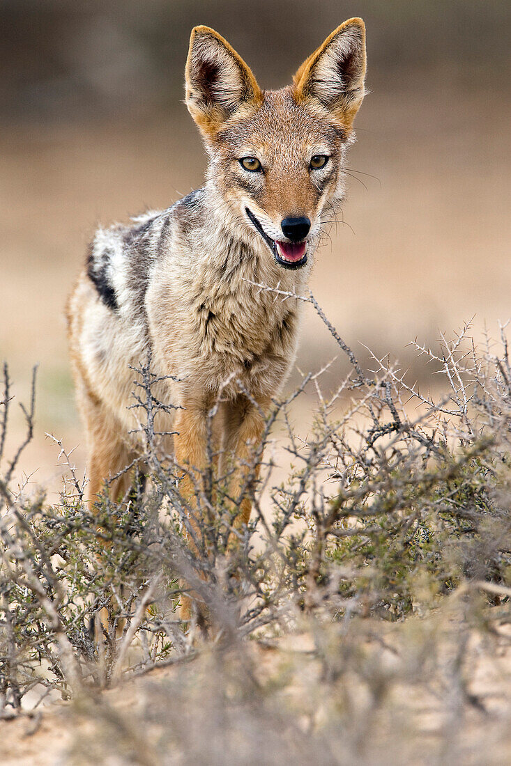 Black-backed Jackal (Canis mesomelas), Nossob River, Kgalagadi Transfrontier Park, Botswana