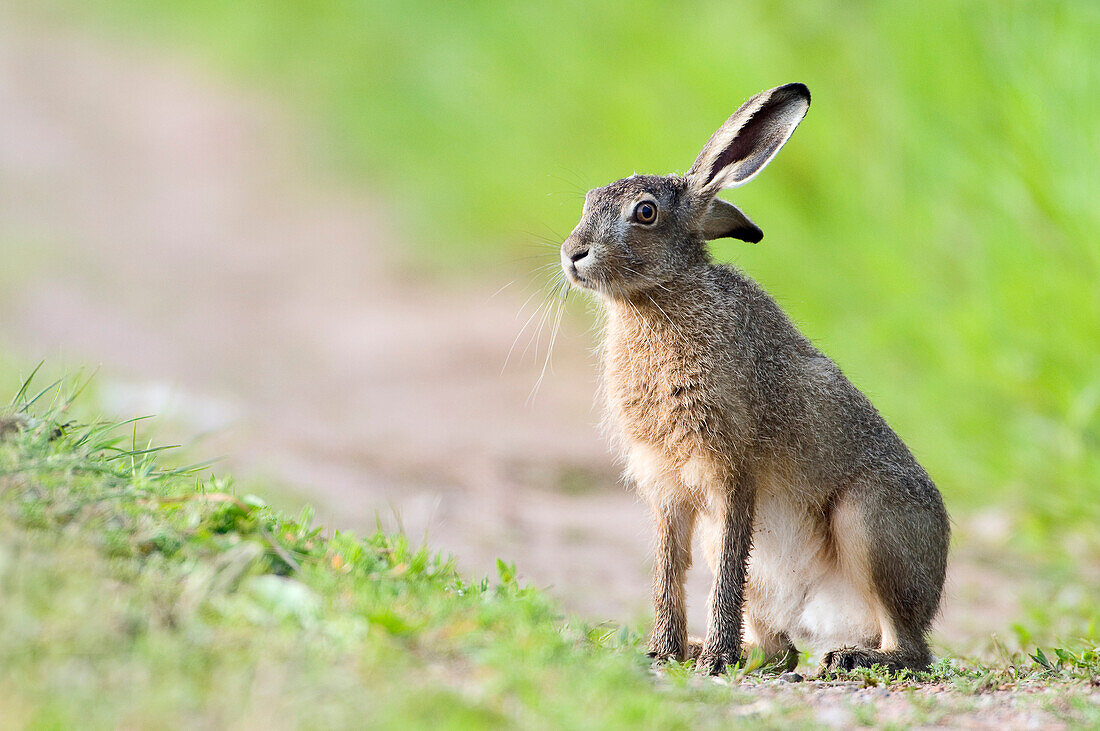 European Hare (Lepus europaeus), Lutjegast, Groningen, Netherlands
