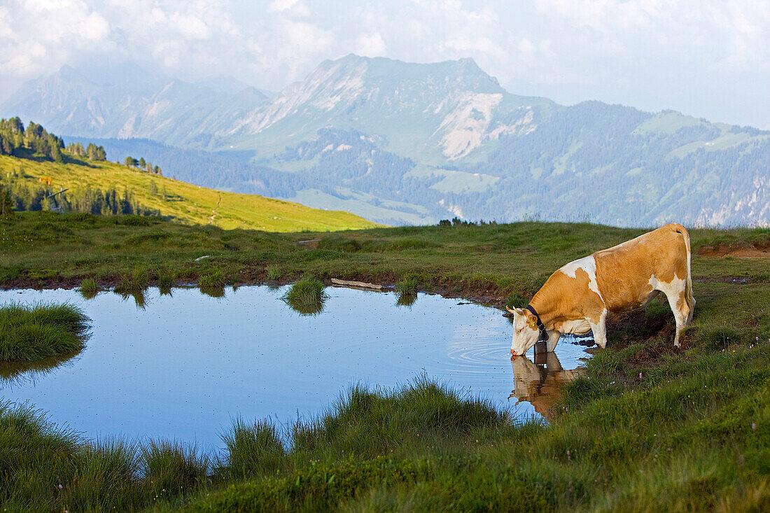 Domestic Cattle (Bos taurus) drinking, Niederhorn, Switzerland