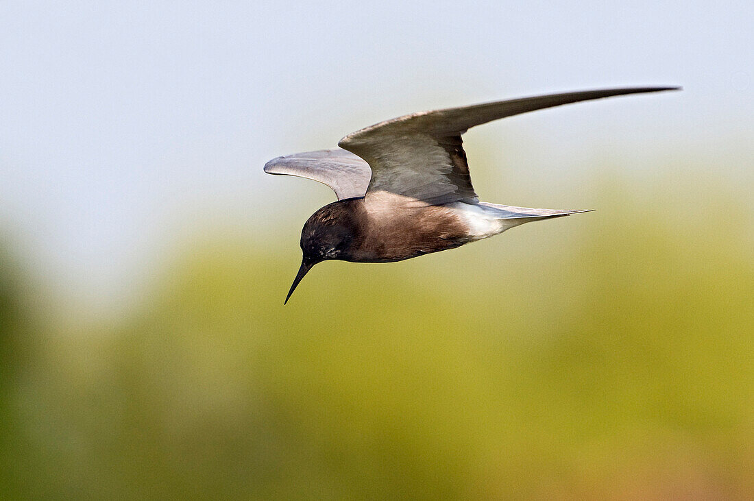 Black Tern (Chlidonias niger) flying, Utrecht, Netherlands