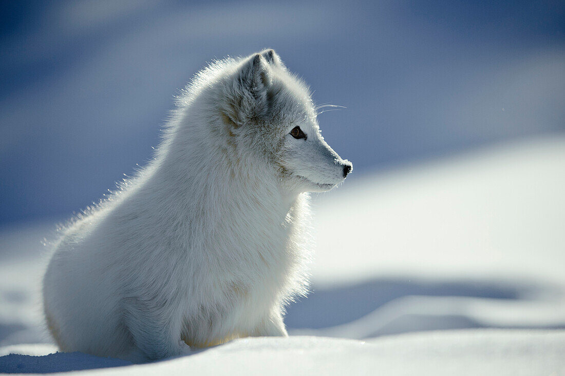 Arctic Fox (Alopex lagopus) in snow, Flatanger, Norway