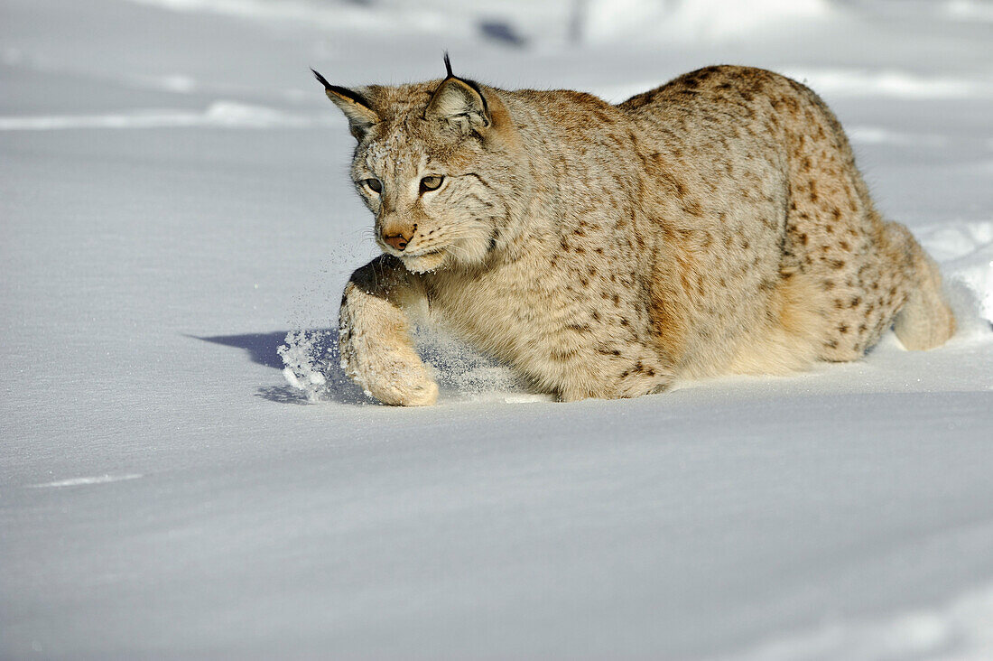 Eurasian Lynx (Lynx lynx) in snow, Flatanger, Norway