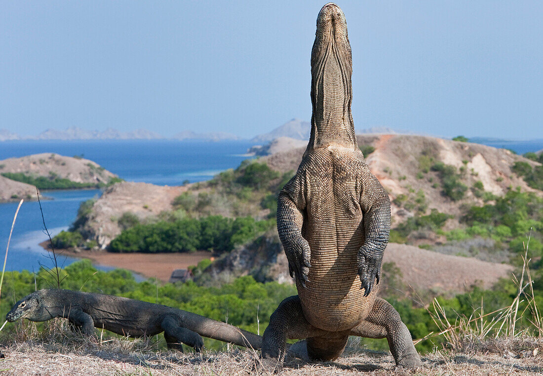 Komodo Dragon (Varanus komodoensis) standing on hind legs, Rinca Island, Komodo National Park, Indonesia