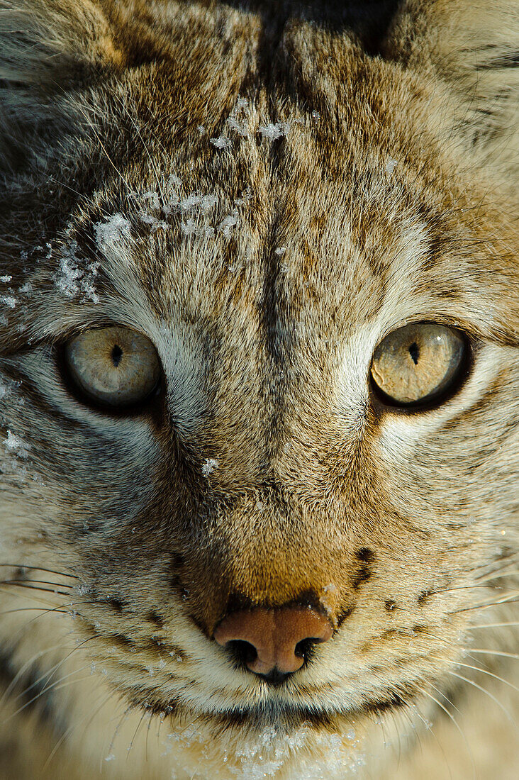 Eurasian Lynx (Lynx lynx), Flatanger, Norway