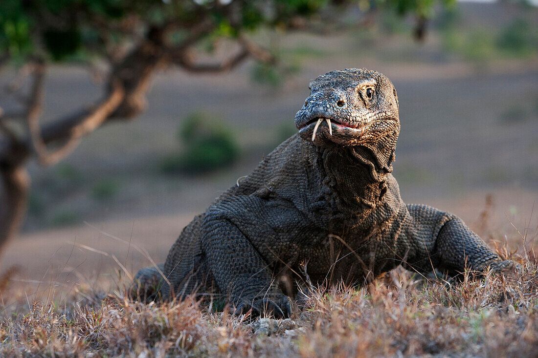 Komodo Dragon (Varanus komodoensis), Rinca Island, Komodo National Park, Indonesia