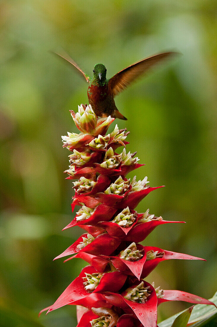 Chestnut-breasted Coronet (Boissonneaua matthewsii) hummingbird landing on flower, Ecuador