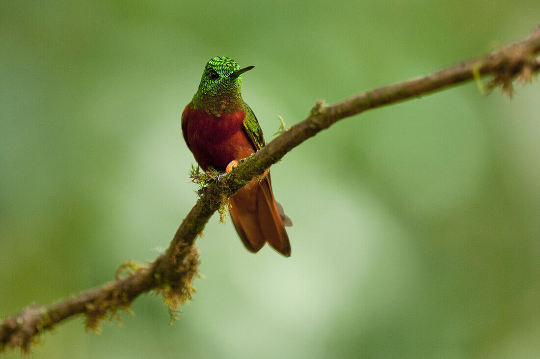 Chestnut-breasted Coronet (Boissonneaua matthewsii) hummingbird, Ecuador