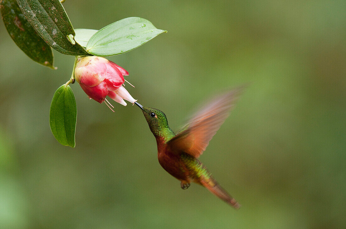 Chestnut-breasted Coronet (Boissonneaua matthewsii) hummingbird feeding on flower nectar, Ecuador