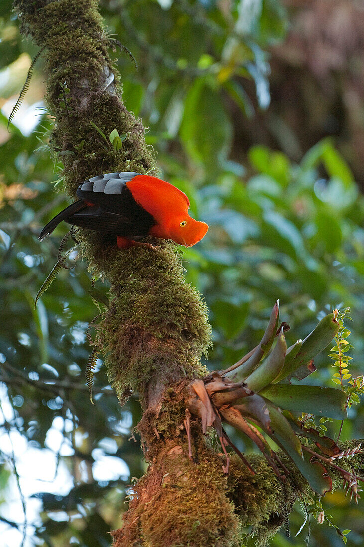 Andean Cock-of-the-rock (Rupicola peruvianus) male displaying at lek, Ecuador