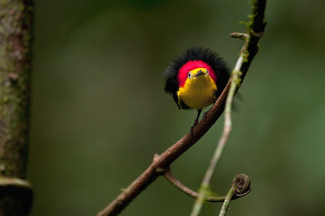 Wire-tailed Manakin (Pipra filicauda) male displaying at lek, Ecuador