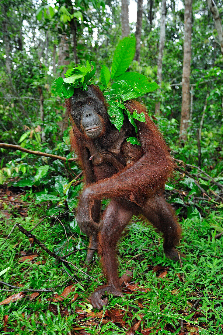 Orangutan (Pongo pygmaeus) female carrying young has placed leaves over their heads to protect them from rain, Camp Leakey, Tanjung Puting National Park, Borneo, Indonesia