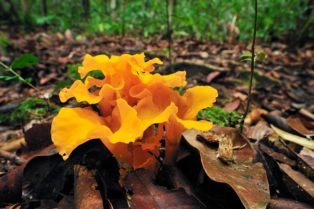 Fungus on forest floor, Tanjung Puting National Park, Borneo, Indonesia