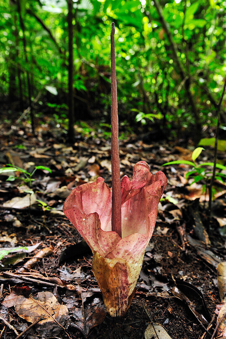 Arum (Amorphophallus sp) flowering on forest floor, Tangkoko Nature Reserve, northern Sulawesi, Indonesia