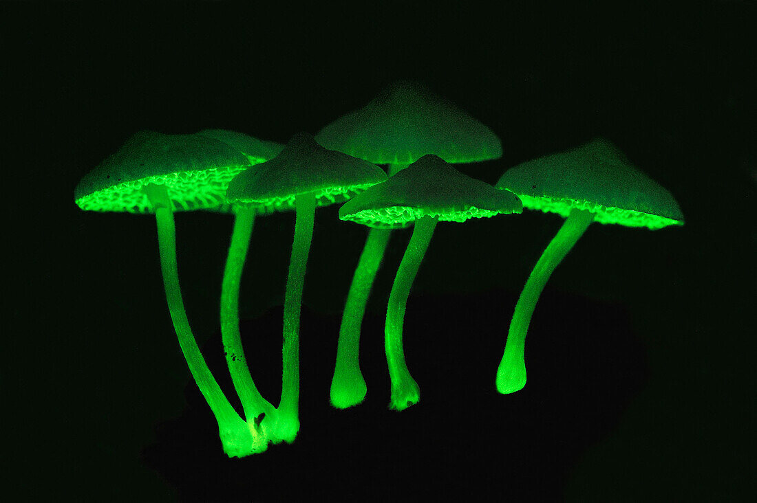 Fungus (Mycena sp) group glowing at night, Gunung Leuser National Park, northern Sumatra, Indonesia