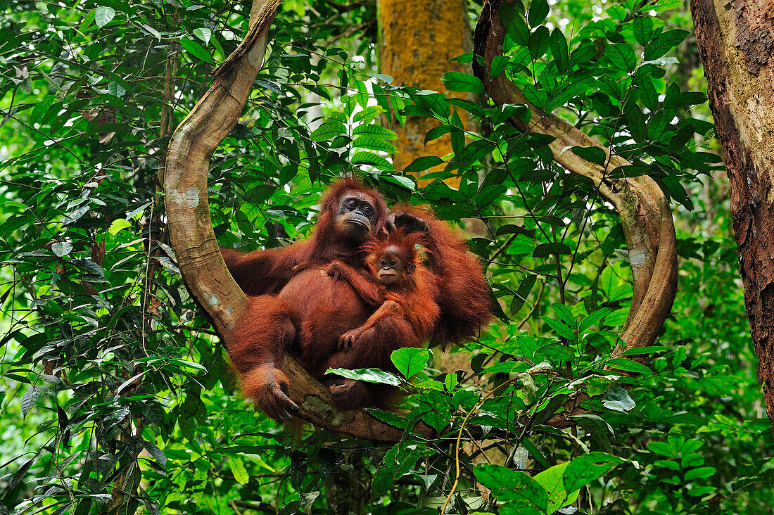 Sumatran Orangutan (Pongo abelii) mother with young sitting on liana, Gunung Leuser National Park, northern Sumatra, Indonesia