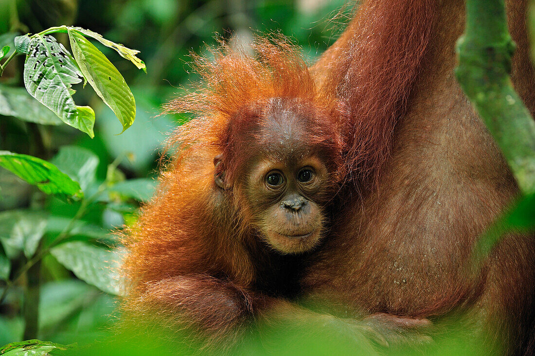 Sumatran Orangutan (Pongo abelii) young, Gunung Leuser National Park, northern Sumatra, Indonesia