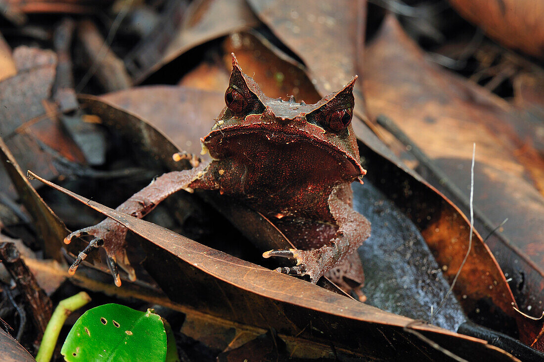 Asian Horned Frog (Megophrys nasuta) camouflaged in leaf litter, Gunung Leuser National Park, northern Sumatra, Indonesia