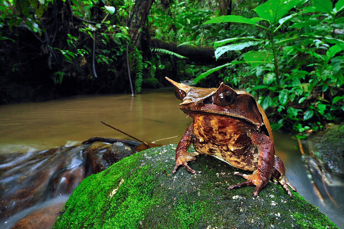 Asian Horned Frog (Megophrys nasuta) beside a creek, Cameron Highlands, Malaysia