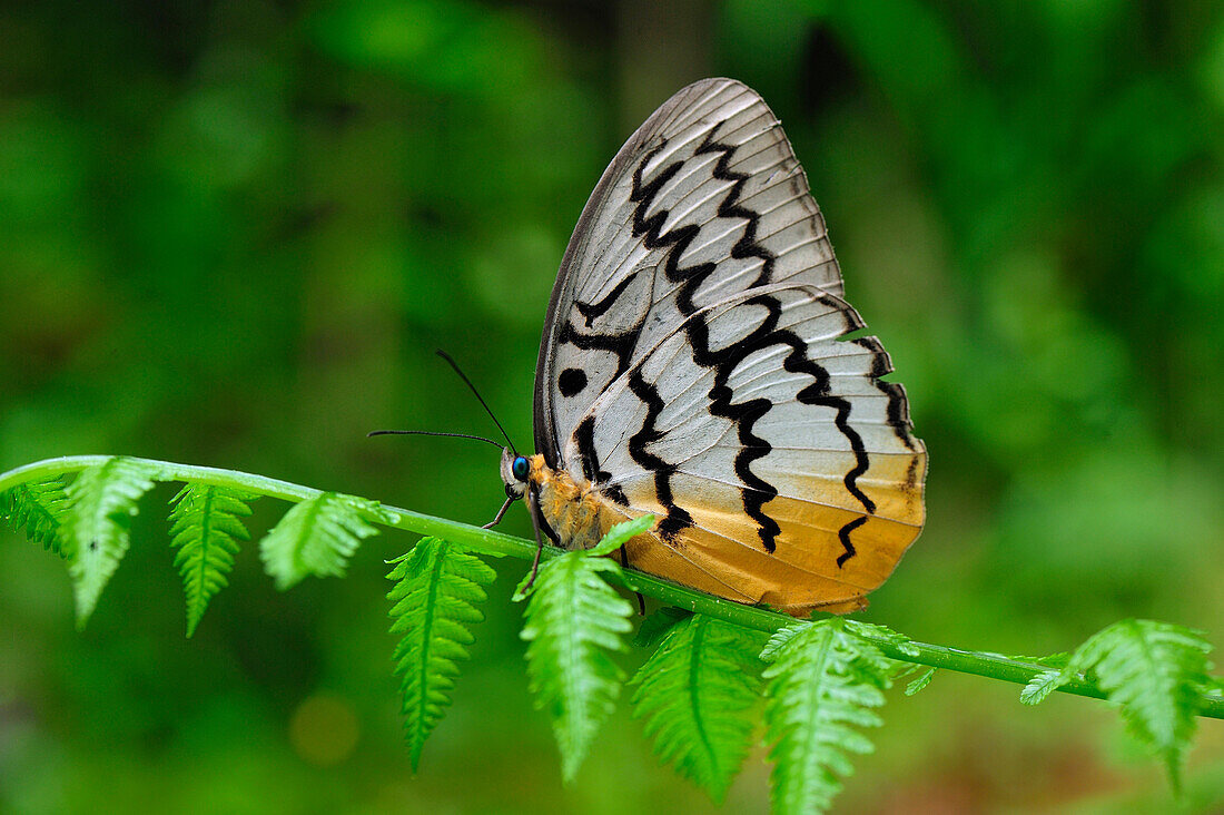 Pallid Faun (Melanocyma faunula) butterfly, Cameron Highlands, Malaysia