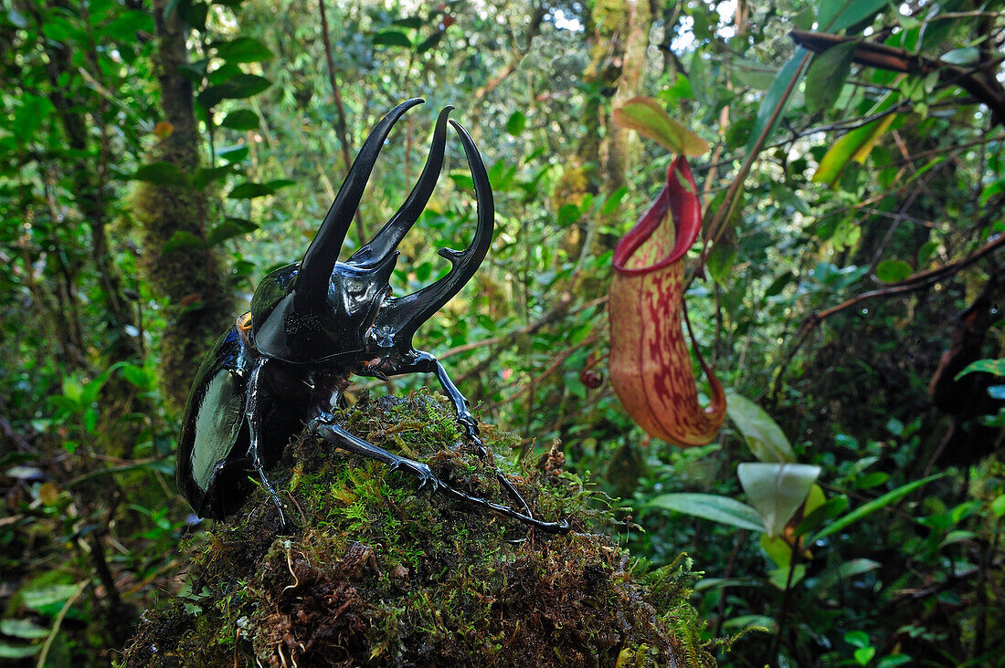 Atlas Beetle (Chalcosoma caucasus) in rainforest, Cameron Highlands, Malaysia